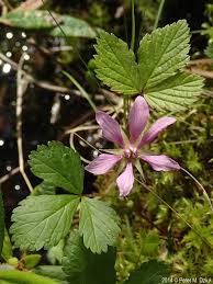 Attēlu rezultāti vaicājumam “Rubus arcticus”