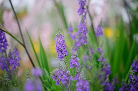 Image result for Linaria purpurea