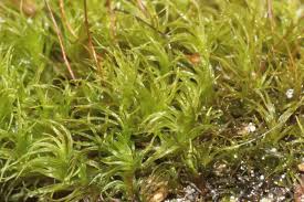 Attēlu rezultāti vaicājumam “Cynodontium strumiferum”