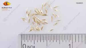 Attēlu rezultāti vaicājumam “Deschampsia cespitosa bud”