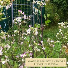 Attēlu rezultāti vaicājumam “Raphanus sativus flower”