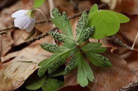 Attēlu rezultāti vaicājumam “Tranzschelia anemones”