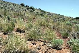 Attēlu rezultāti vaicājumam “Anisantha tectorum fruit”