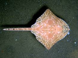 Image result for Raja brachyura