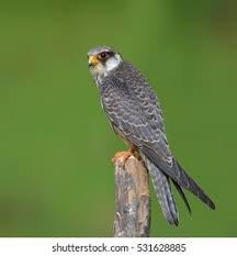 Image result for Falco amurensis