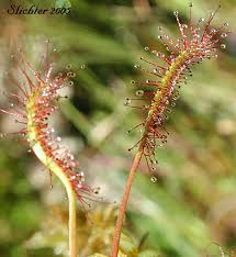 Attēlu rezultāti vaicājumam “Drosera anglica leaf”