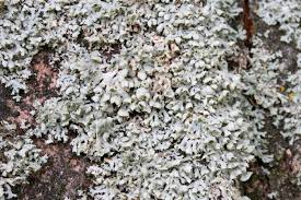 Attēlu rezultāti vaicājumam “Physcia adscendens”