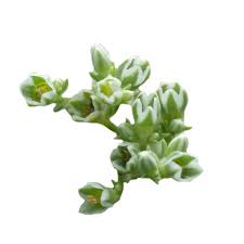 Attēlu rezultāti vaicājumam “Scleranthus annuus flower”