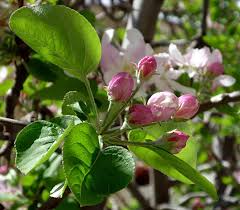 Attēlu rezultāti vaicājumam “Malus domestica flower”