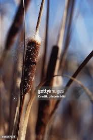 Image result for Rohrkolben