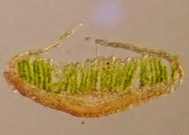 Attēlu rezultāti vaicājumam “Polytrichum piliferum sporophyte”