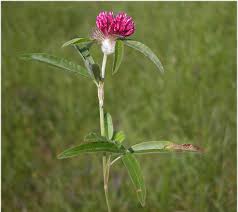 Attēlu rezultāti vaicājumam “Trifolium alpestre flower”