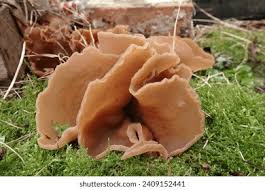 Attēlu rezultāti vaicājumam “Peziza badia”