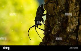 Attēlu rezultāti vaicājumam “Monochamus urussovi”