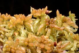 Attēlu rezultāti vaicājumam “Sphagnum papillosum”