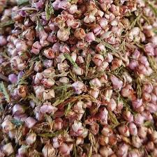 Attēlu rezultāti vaicājumam “Calluna vulgaris bud”