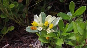 Attēlu rezultāti vaicājumam “Blysmus compressus fruit”