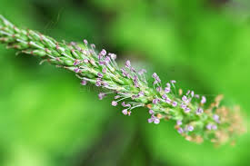 Attēlu rezultāti vaicājumam “Plantaginaceae”