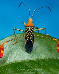 Attēlu rezultāti vaicājumam “Cinclidium stygium macro”