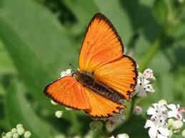 Attēlu rezultāti vaicājumam “Lycaena virgaureae”