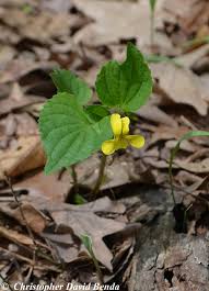 Attēlu rezultāti vaicājumam “Viola uliginosa bud”