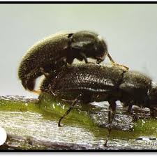 Attēlu rezultāti vaicājumam “Meloe sp. imago”