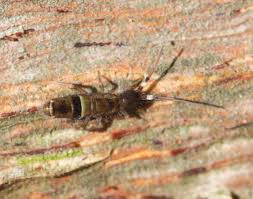 Attēlu rezultāti vaicājumam “Orchesella sp.”