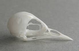 Attēlu rezultāti vaicājumam “Anthus trivialis”