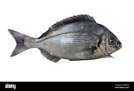 Image result for Spondyliosoma cantharus