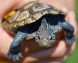 Image result for Malaclemys terrapin