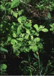 Attēlu rezultāti vaicājumam “Salix aurita”