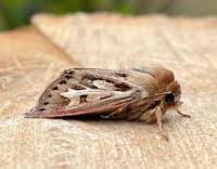 Attēlu rezultāti vaicājumam “Cerapteryx graminis”