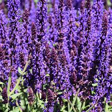 Attēlu rezultāti vaicājumam “Salvia nemorosa”