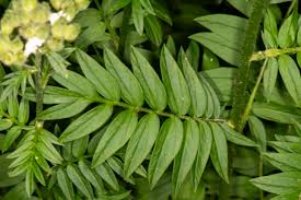 Attēlu rezultāti vaicājumam “Polemonium caeruleum fruit”