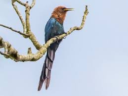 Attēlu rezultāti vaicājumam “Badhamiopsis scripta sessile”