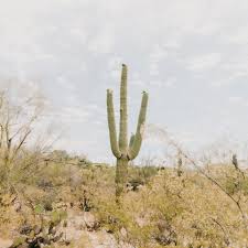 Image result for selvatici tehron