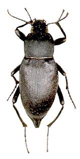 Attēlu rezultāti vaicājumam “Blaps mortisaga”