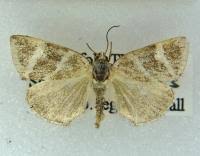 Attēlu rezultāti vaicājumam “Deltote bankiana”