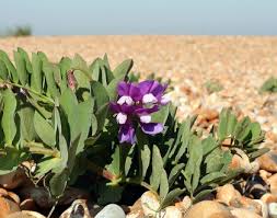 Attēlu rezultāti vaicājumam “Lathyrus japonicus subsp. maritimus flower”