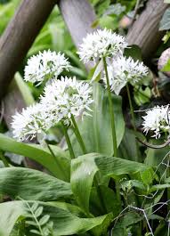 Image result for Bärlauch