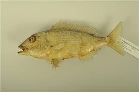 Image result for Dentex dentex