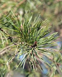 Attēlu rezultāti vaicājumam “Pinus sylvestris leaf”