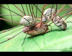 Attēlu rezultāti vaicājumam “Opiliones”