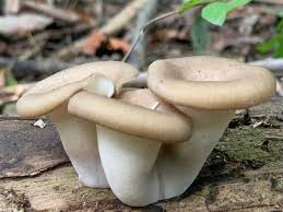 Attēlu rezultāti vaicājumam “Polyporus badius”