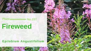 Attēlu rezultāti vaicājumam “Epilobium angustifolium fruit”