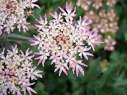 Attēlu rezultāti vaicājumam “Heracleum sphondylium subsp. sibiricum”