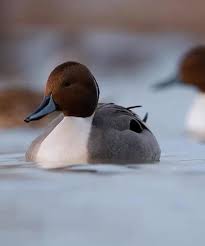 Attēlu rezultāti vaicājumam “Anas acuta”