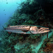 Image result for Sphyraena barracuda