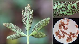 Attēlu rezultāti vaicājumam “Tranzschelia anemones”