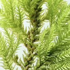 Attēlu rezultāti vaicājumam “Abietinella abietina var. hystricosa”